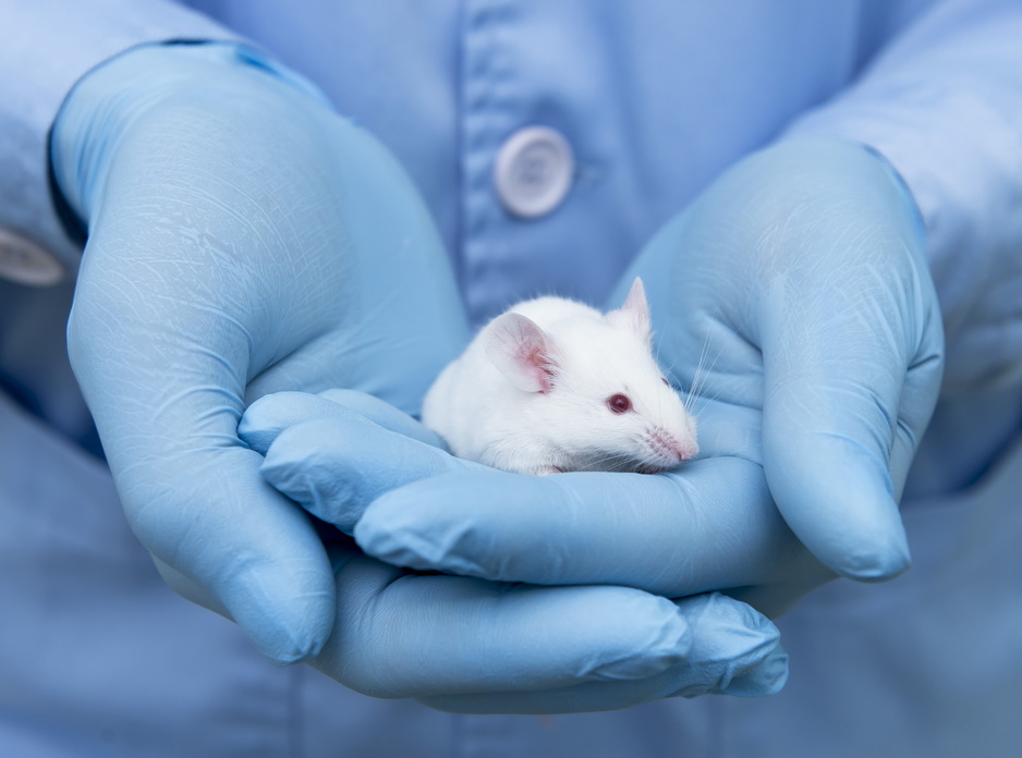 Стволовые клетки восстановили мозг мышей после инсульта и деменции