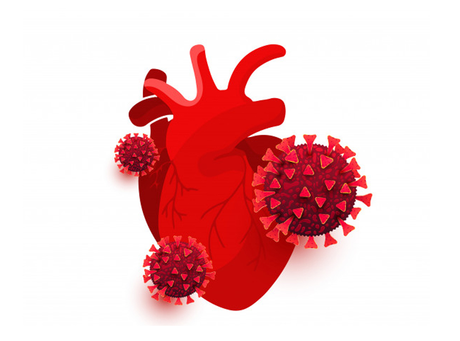 SARS-CoV-2 может напрямую инфицировать и убивать клетки сердца